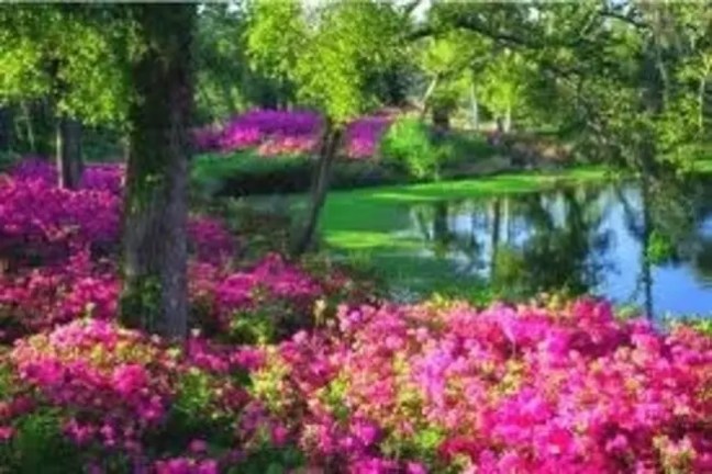 A vibrant garden with pink flowers and a pond, surrounded by green trees.