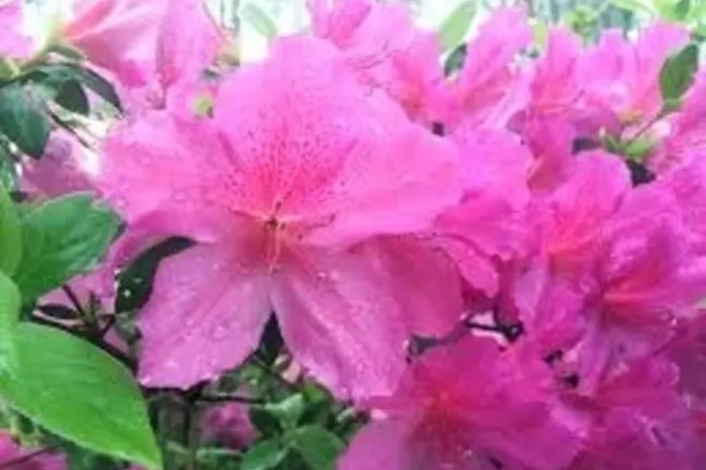 Close-up of vibrant pink azalea flowers with green leaves and water droplets.