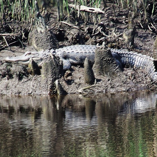 a bird that is drinking water from a pond
