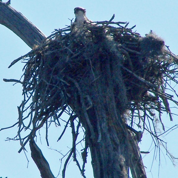 a bird perched on a tree branch