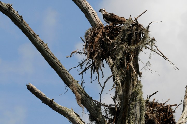 a bird perched on a tree branch