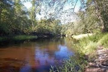 a river running through a forest