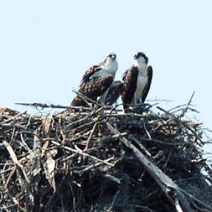 a flock of seagulls standing on grass