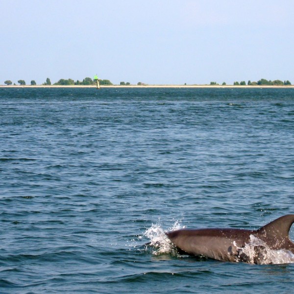 a dog swimming in a body of water