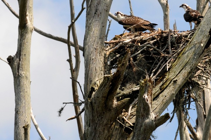 a bird perched on a tree branch
