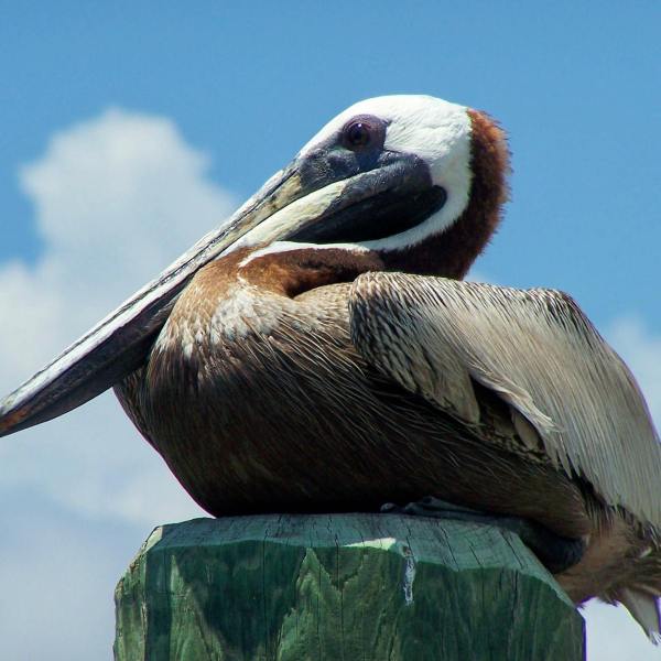 a close up of a bird