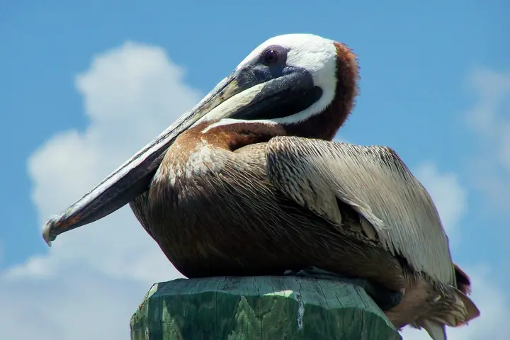 a close up of a bird