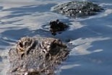 Crocodile partially submerged in water, eyes and snout visible.